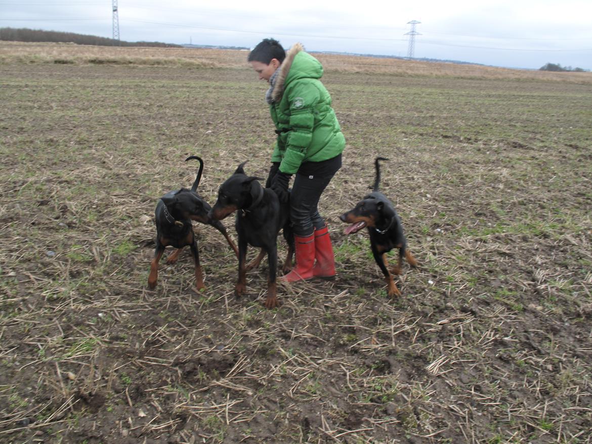 Dobermann Cuba billede 10