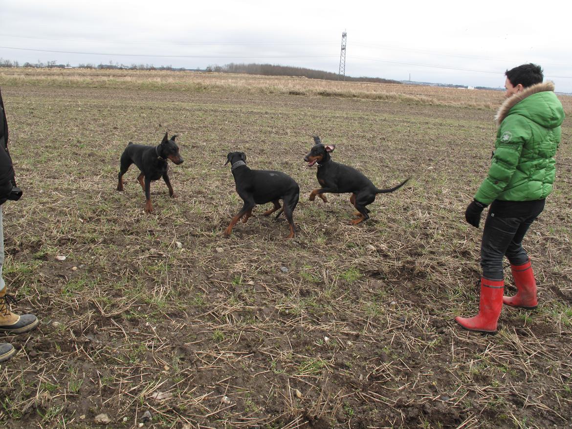 Dobermann Cuba billede 11