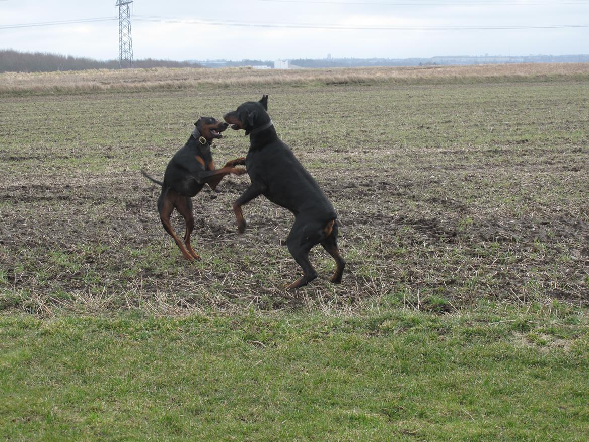 Dobermann Cuba billede 12