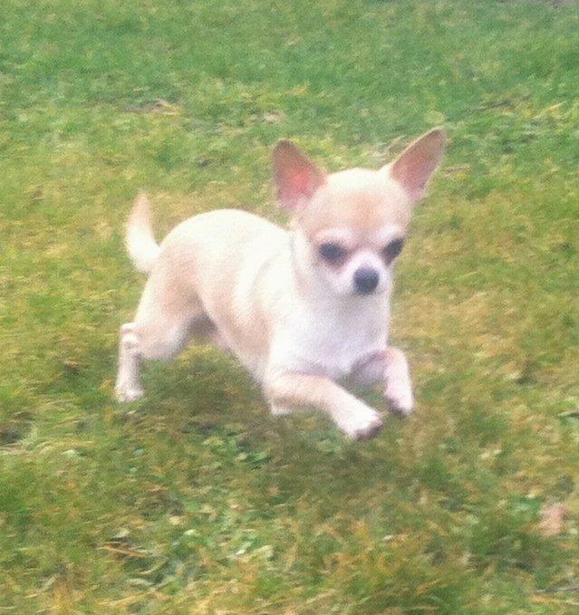 Chihuahua Lovely Fool´s Djego billede 2