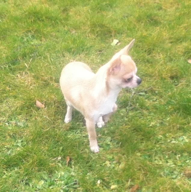 Chihuahua Lovely Fool´s Djego billede 3