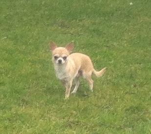 Chihuahua Lovely Fool´s Djego billede 4