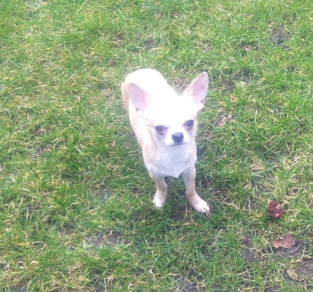 Chihuahua Lovely Fool´s Djego billede 5