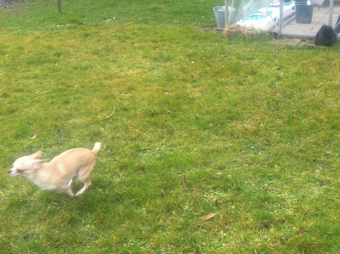 Chihuahua Lovely Fool´s Djego - Sådan ser ca 90% af alle billeder ud som man tager af ham. Skal da lige love for at den lille fis har ild i numsen *ss* billede 6