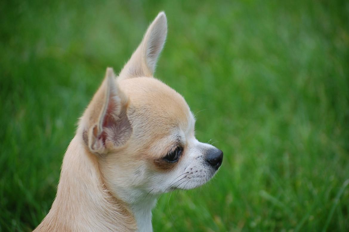 Chihuahua Lovely Fool´s Djego billede 7