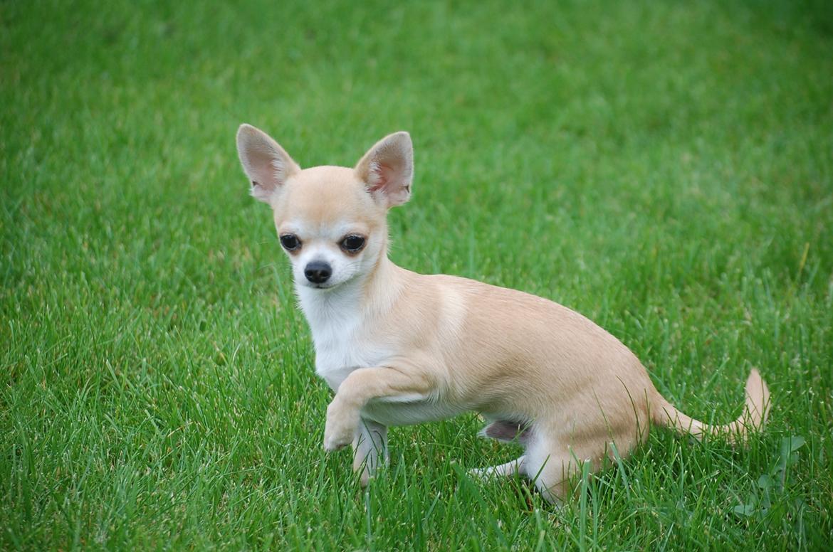 Chihuahua Lovely Fool´s Djego billede 8