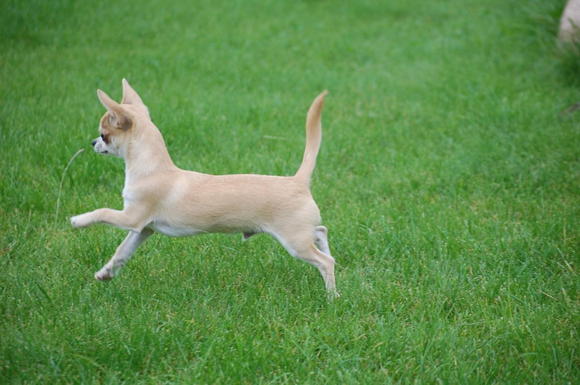 Chihuahua Lovely Fool´s Djego billede 9