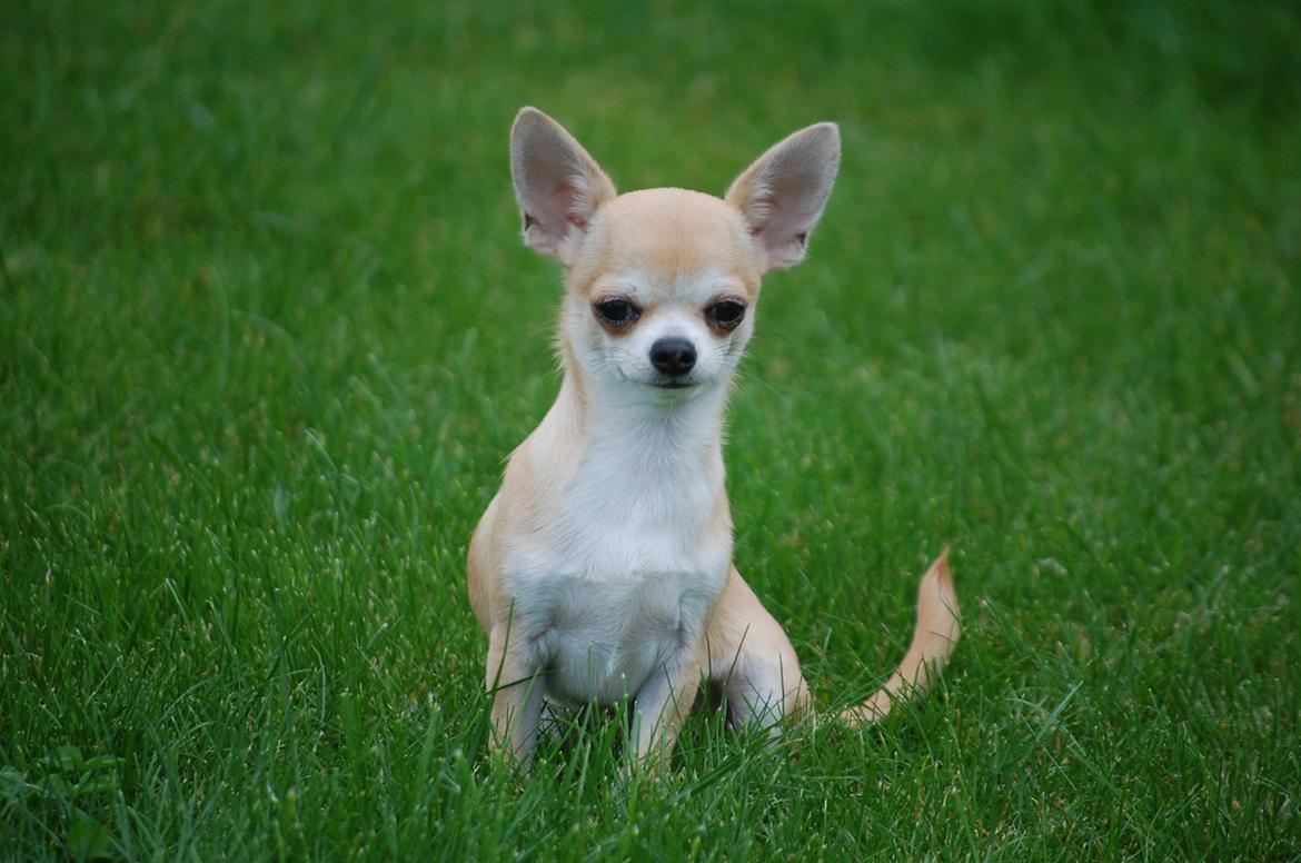 Chihuahua Lovely Fool´s Djego billede 10