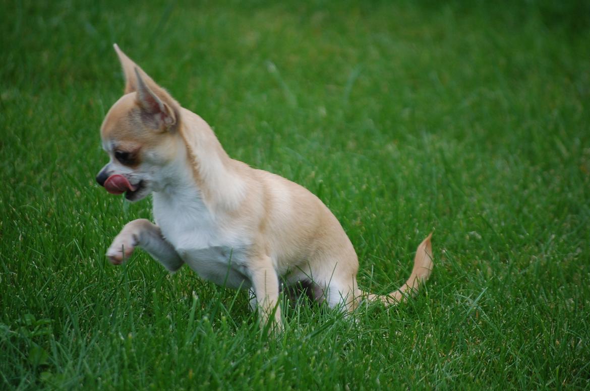 Chihuahua Lovely Fool´s Djego billede 11
