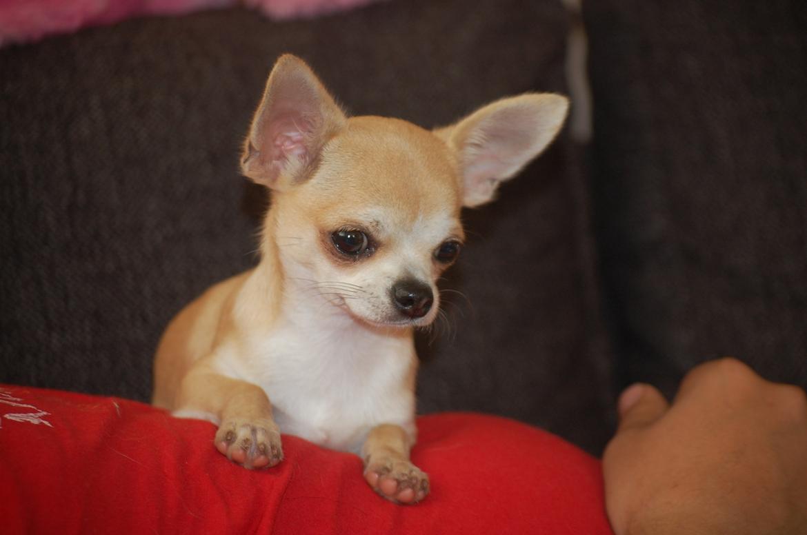 Chihuahua Lovely Fool´s Djego billede 12