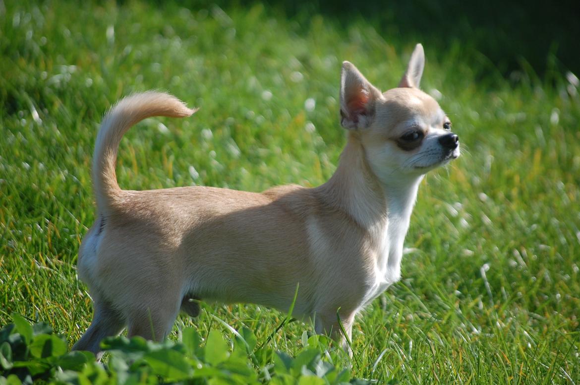 Chihuahua Lovely Fool´s Djego billede 13