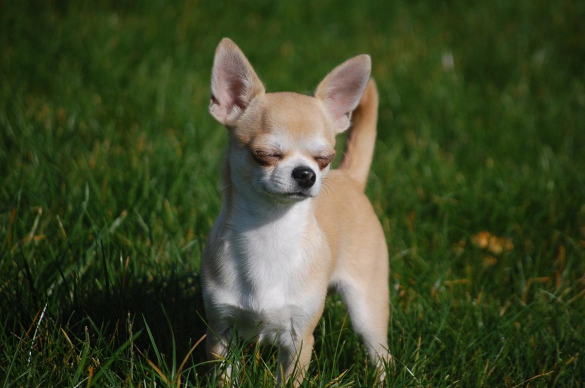 Chihuahua Lovely Fool´s Djego billede 14