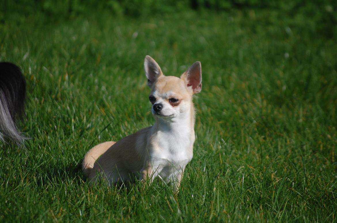 Chihuahua Lovely Fool´s Djego billede 15