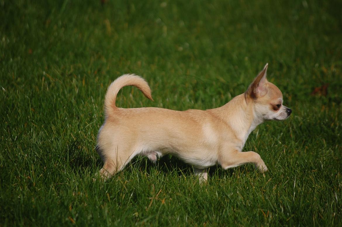 Chihuahua Lovely Fool´s Djego billede 16