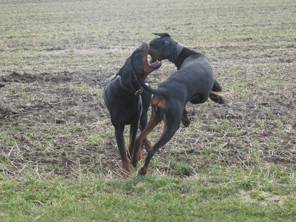 Dobermann Cuba billede 13