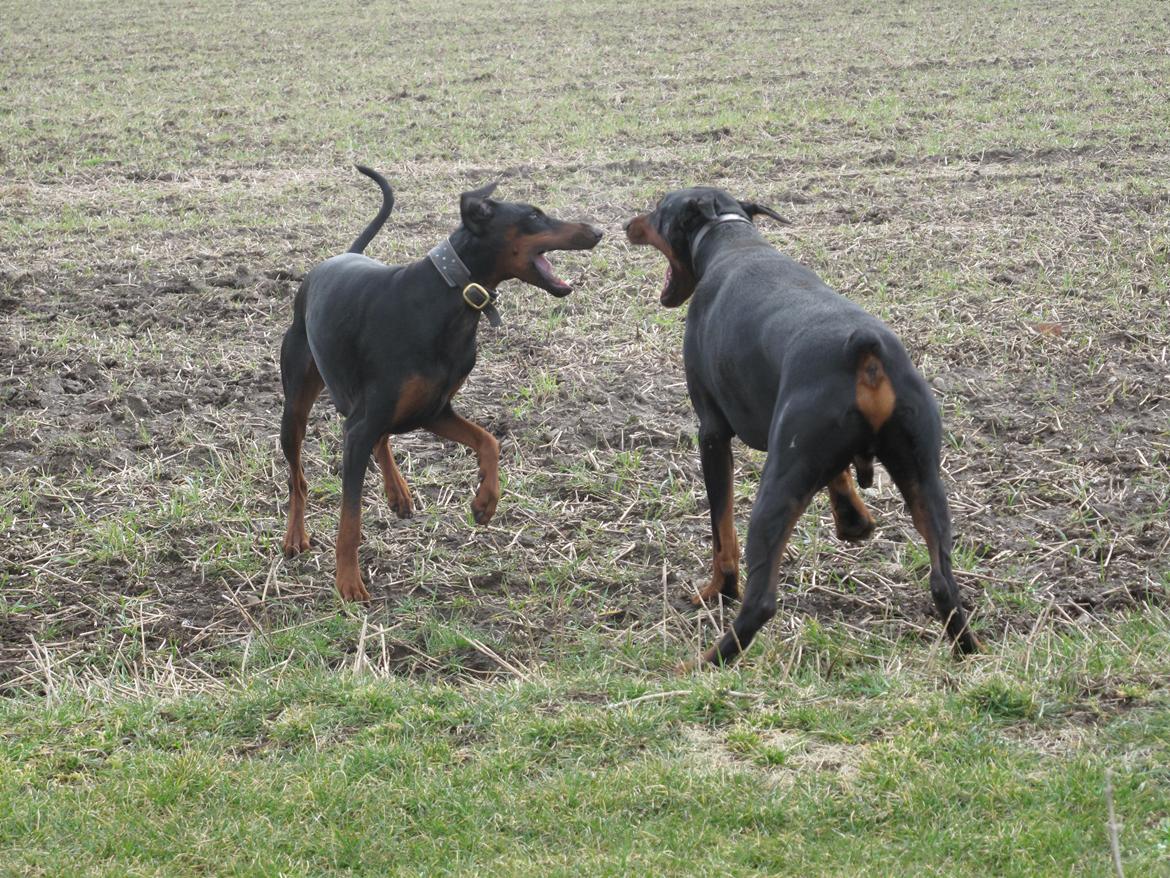 Dobermann Cuba billede 14