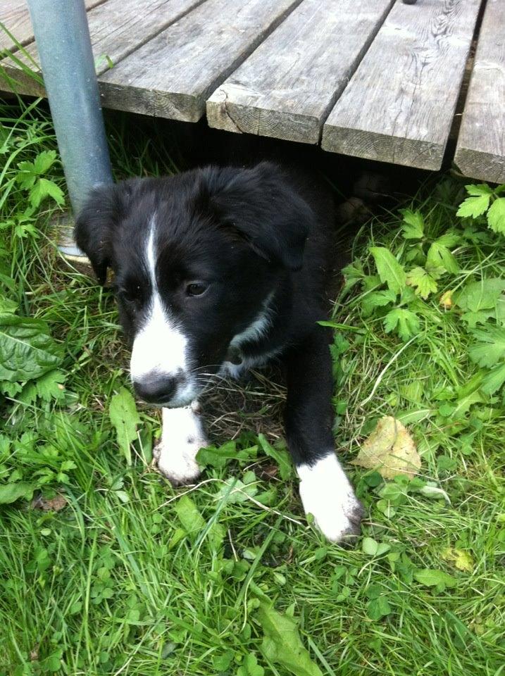 Border collie Bailey billede 15