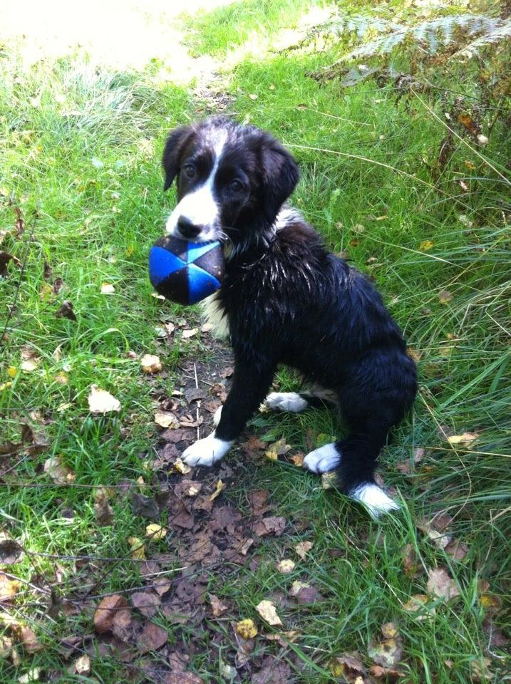 Border collie Bailey billede 16