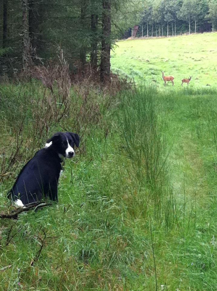 Border collie Bailey - Næsten som BS og Bubber :) billede 17