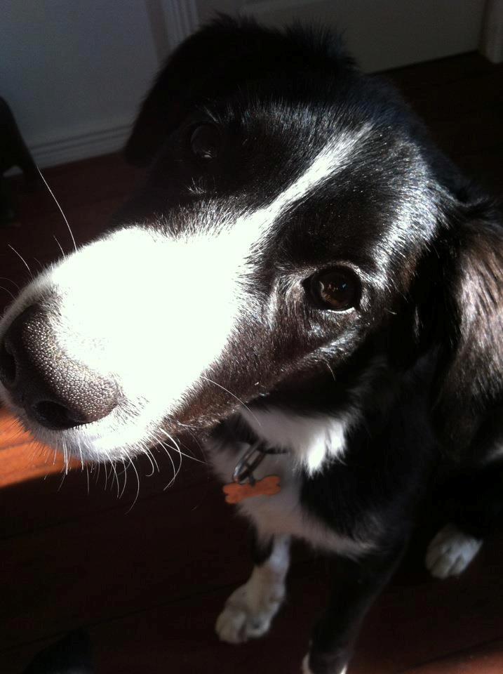 Border collie Bailey billede 18