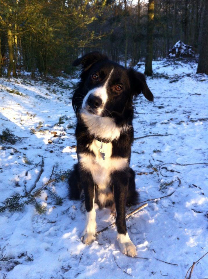 Border collie Bailey - Skøn tur i den jyske skov have.. billede 2