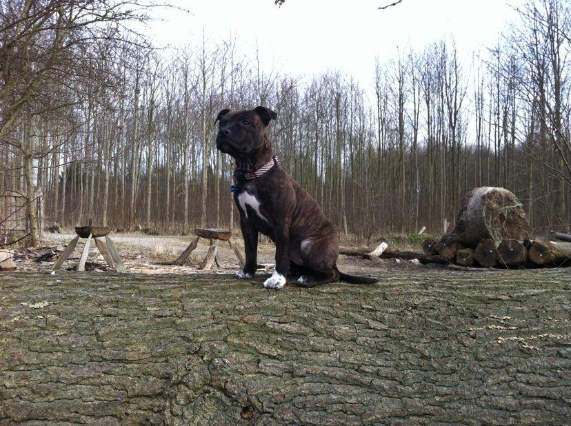 Staffordshire bull terrier Freja billede 2