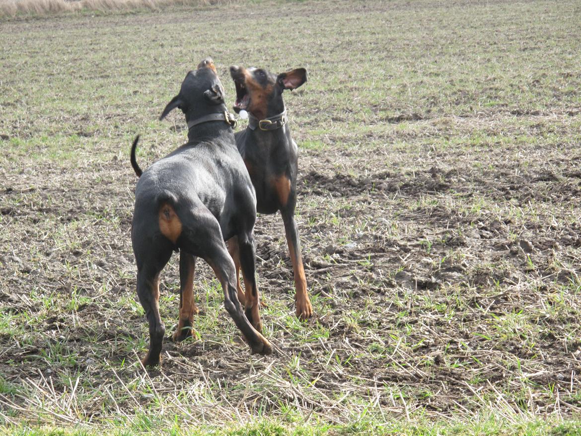 Dobermann Cuba billede 15