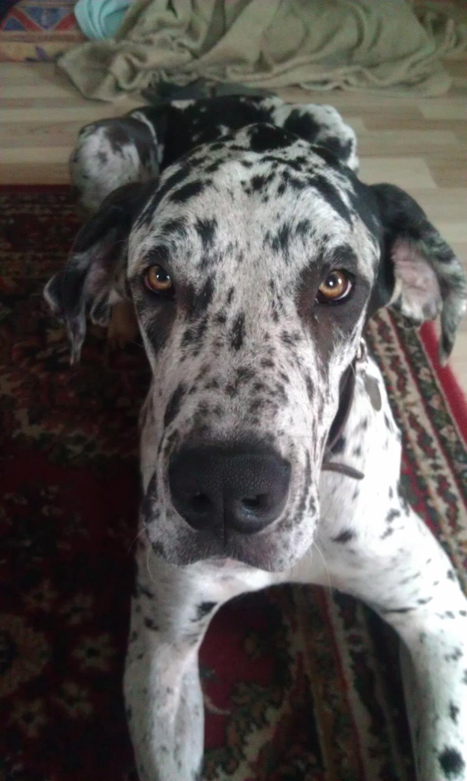 Grand danois Kawa billede 11