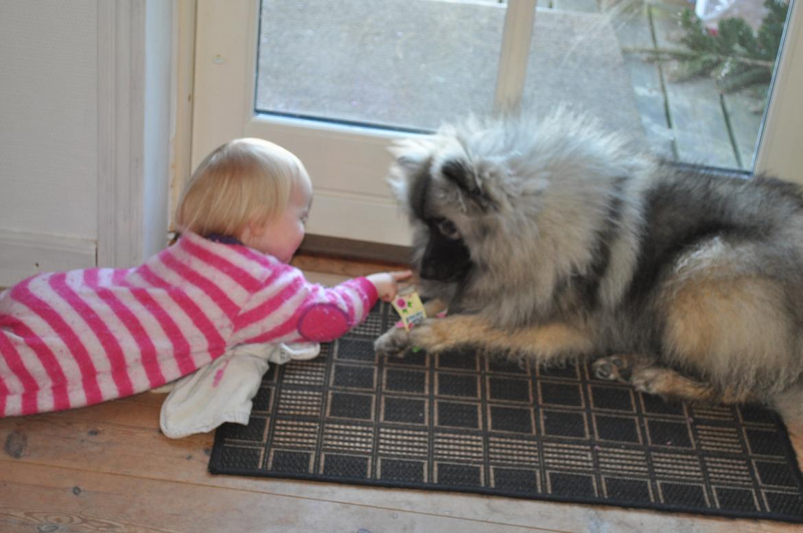 Keeshond Anton billede 4