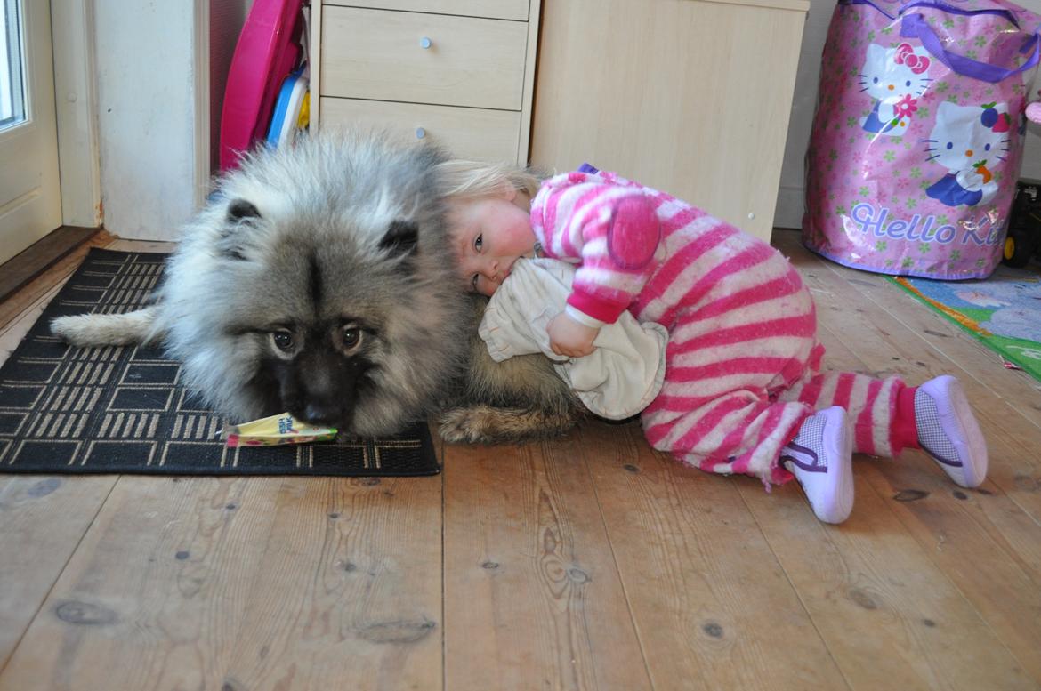Keeshond Anton billede 5