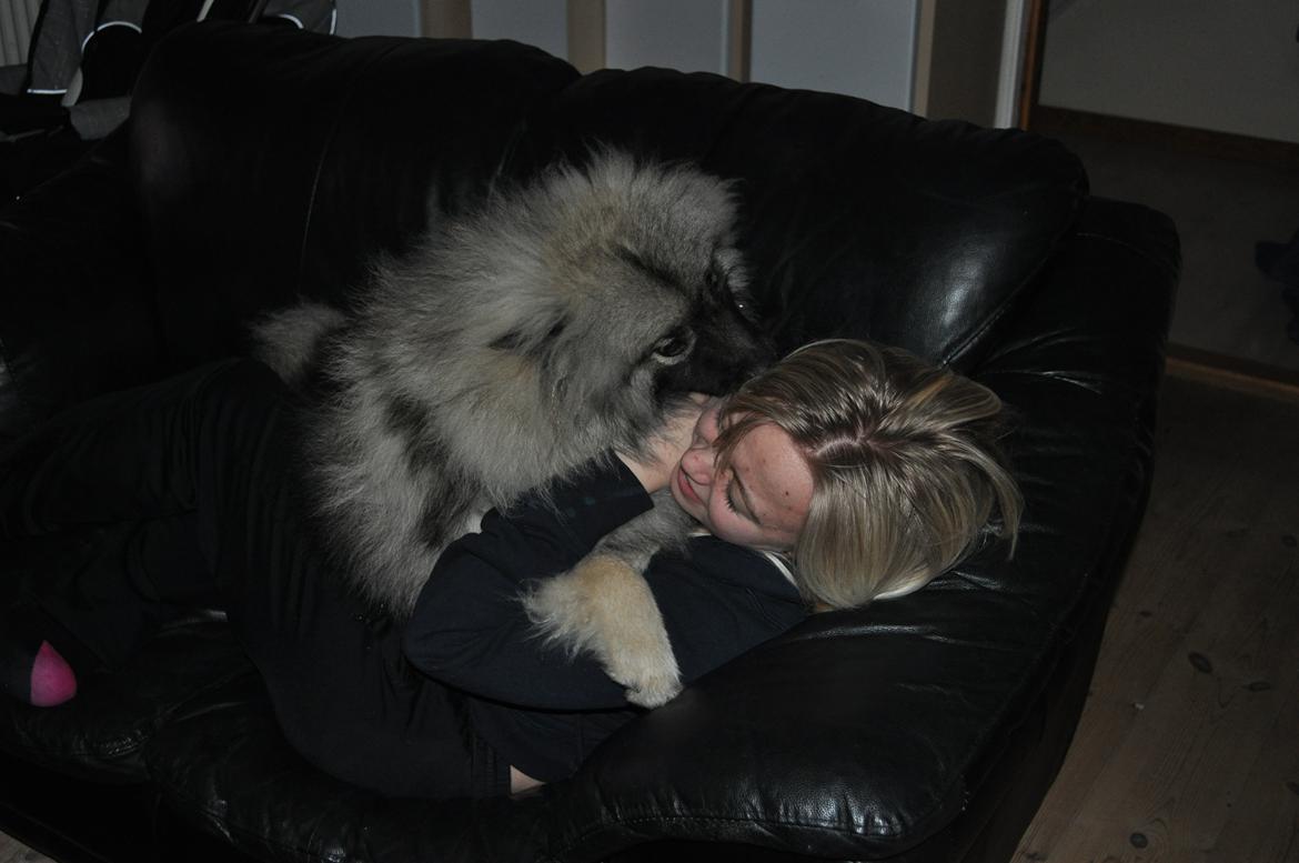 Keeshond Anton billede 6