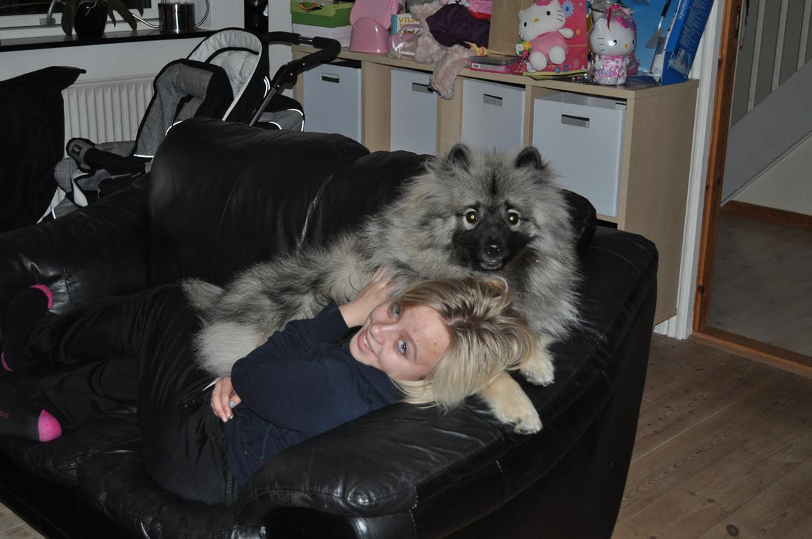 Keeshond Anton billede 7