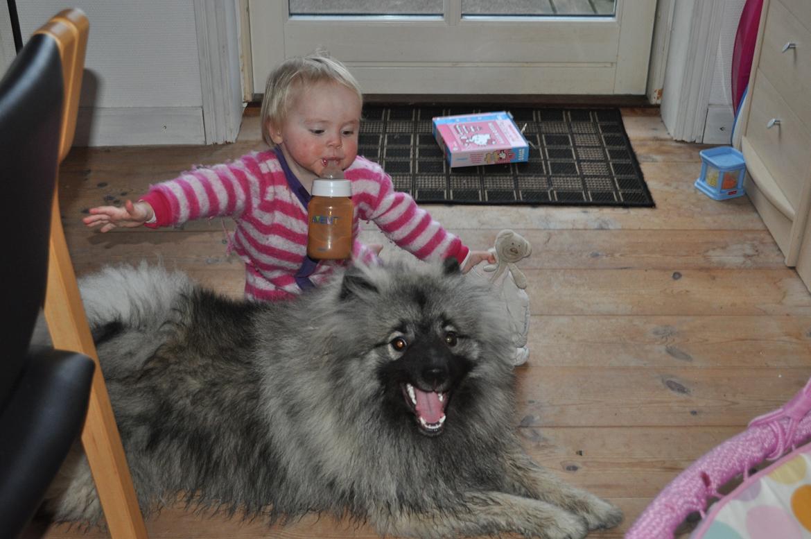 Keeshond Anton billede 8