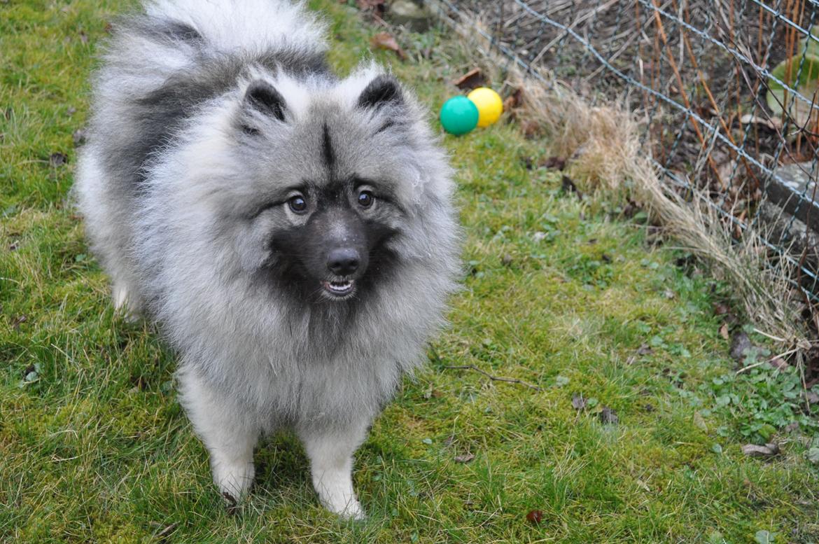 Keeshond Anton billede 10