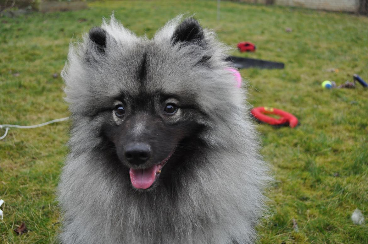 Keeshond Anton billede 11