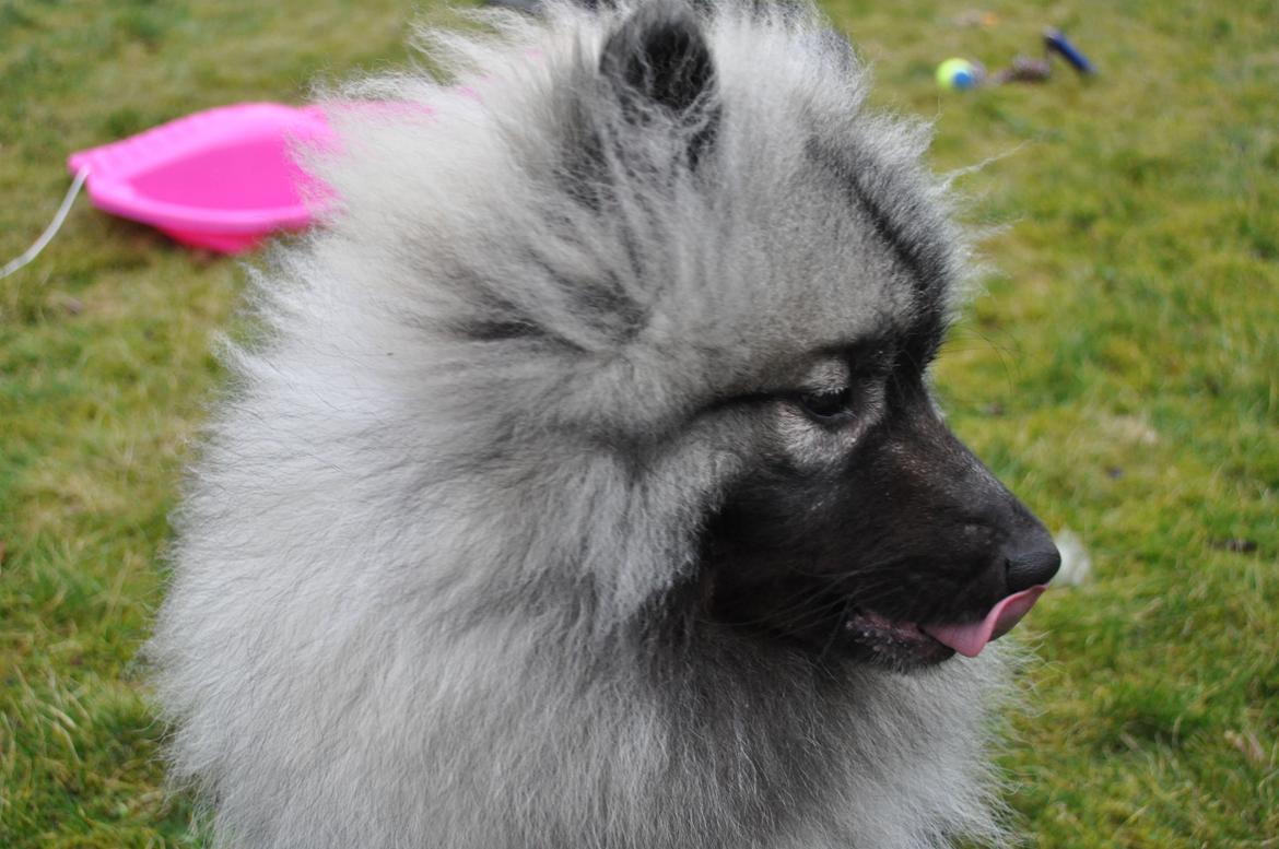 Keeshond Anton billede 12