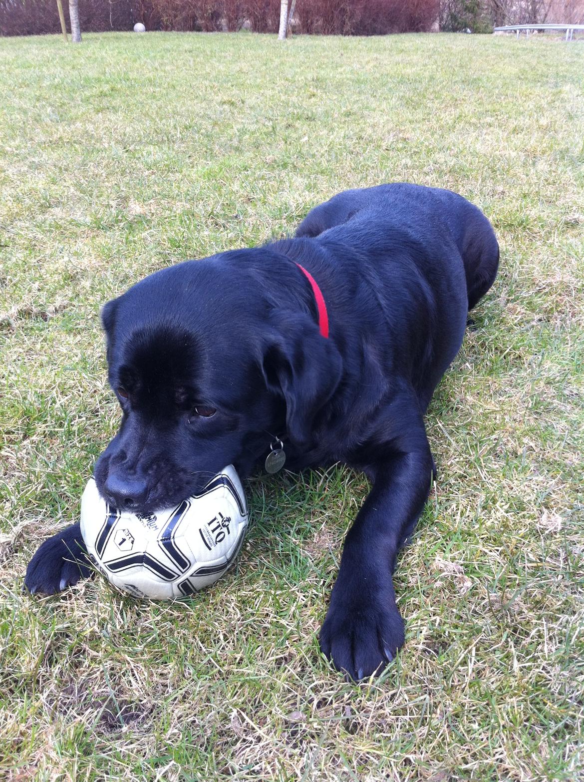 Labrador retriever Sussi - Hun leger med en bold. billede 9