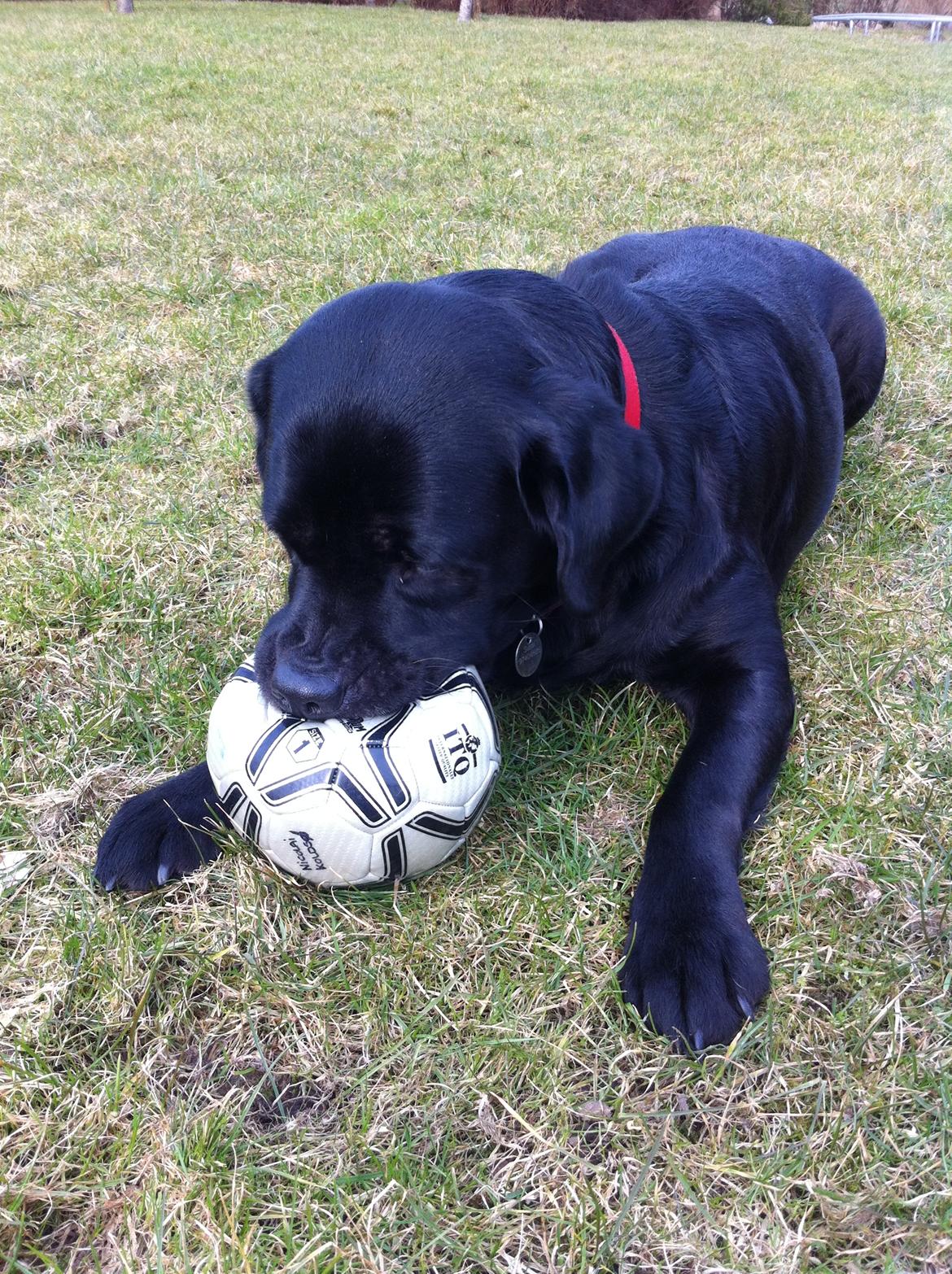 Labrador retriever Sussi - Søde Næse..<3 billede 10