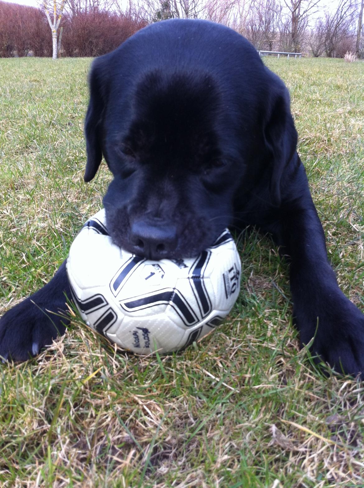Labrador retriever Sussi - Nuttet...<3 billede 11
