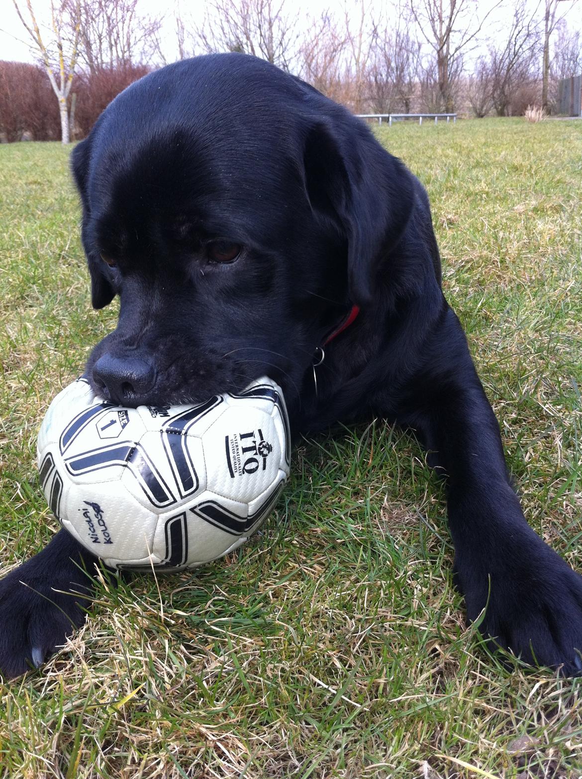Labrador retriever Sussi - Nuttet Hoved ik? billede 12