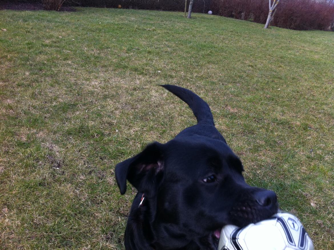 Labrador retriever Sussi - Se..:D billede 13