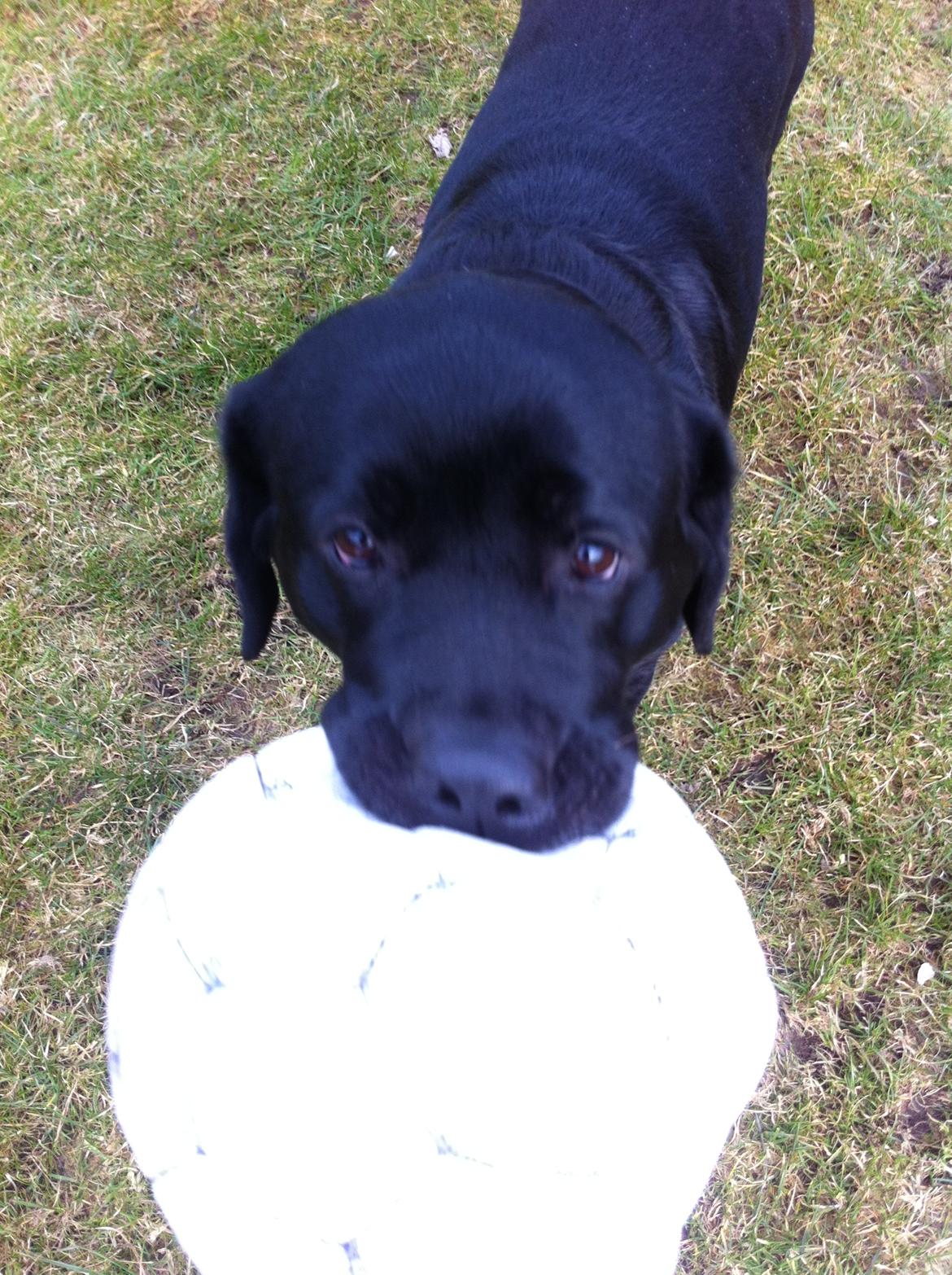 Labrador retriever Sussi - Hej Kamera..:D billede 14