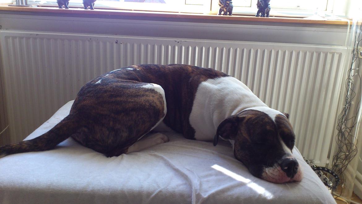 Amerikansk bulldog Nova - Dovner::) billede 19