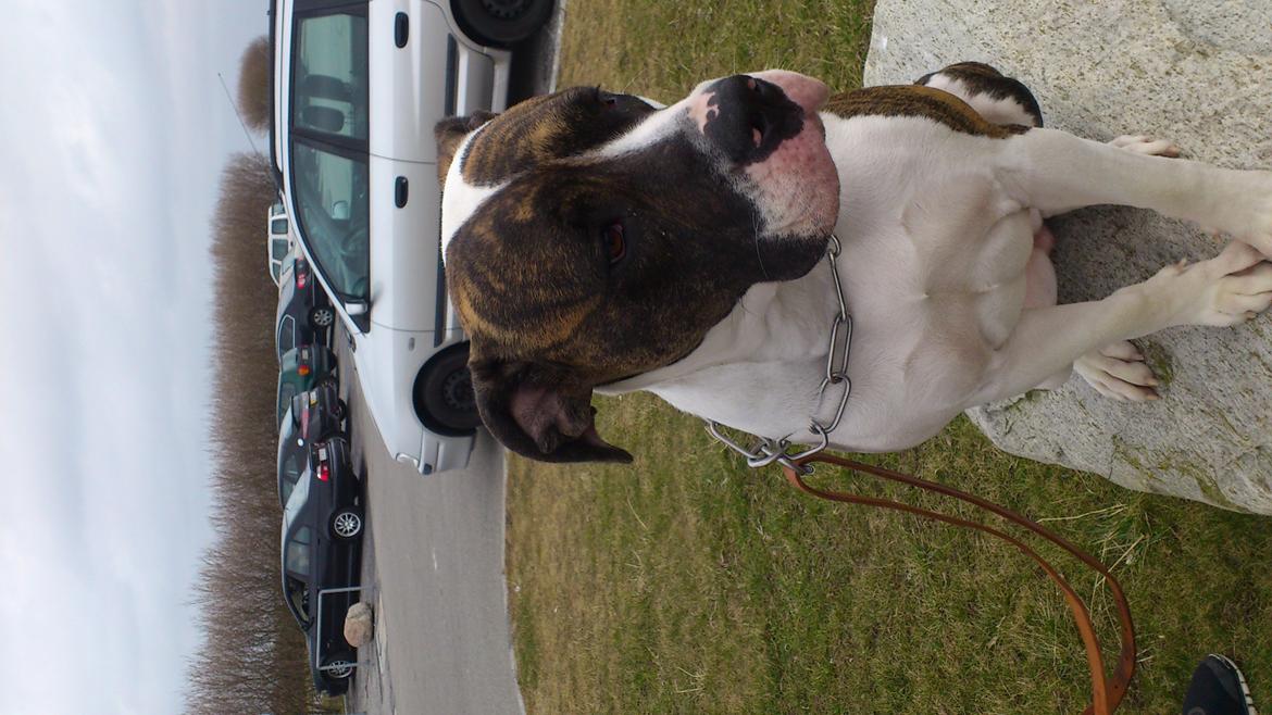 Amerikansk bulldog Nova billede 20