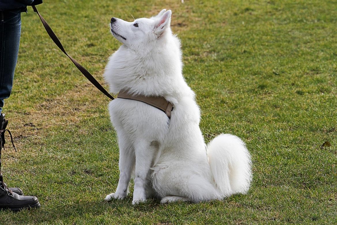 Blanding af racer dansk spids og samojede billede 13