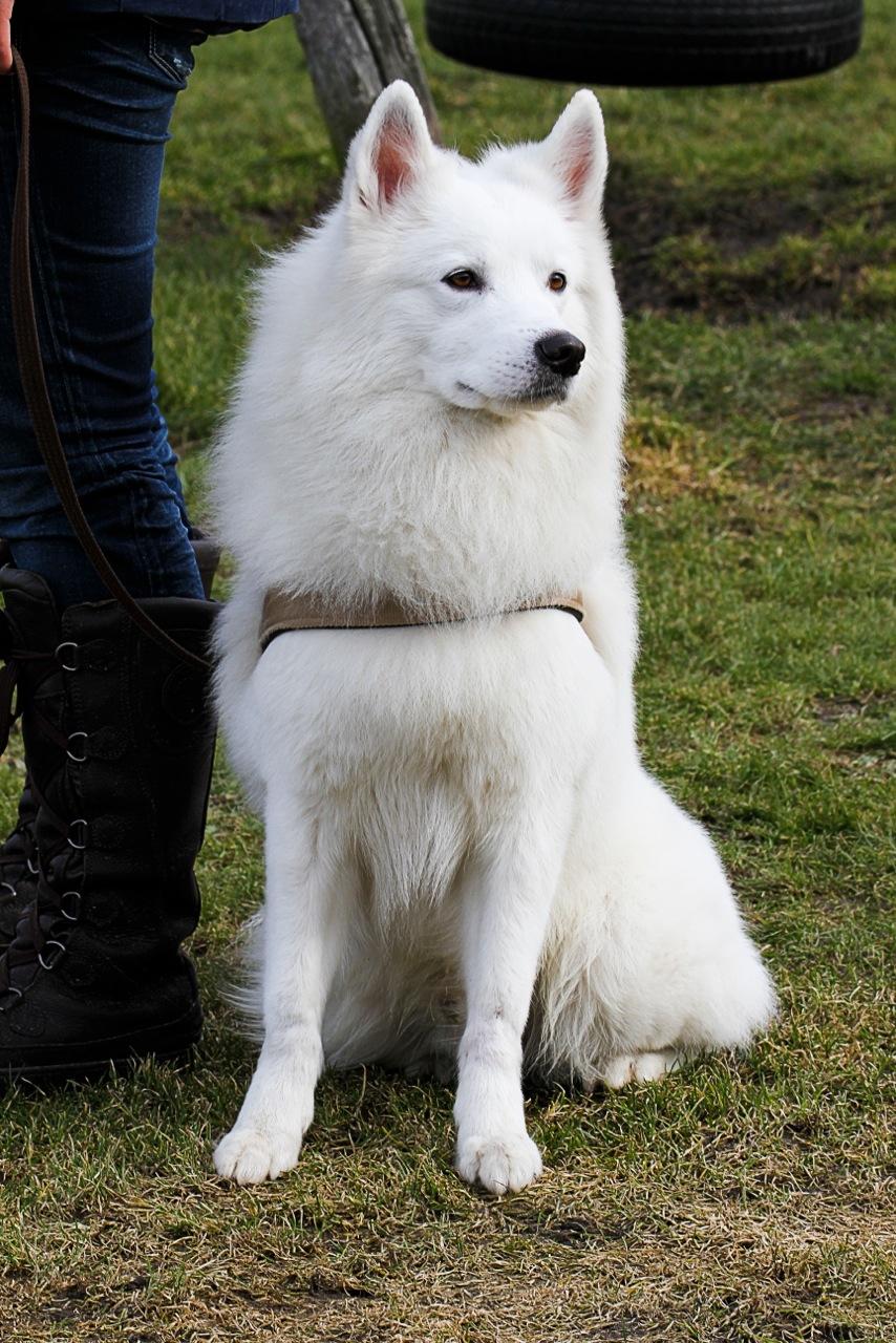 Blanding af racer dansk spids og samojede billede 14