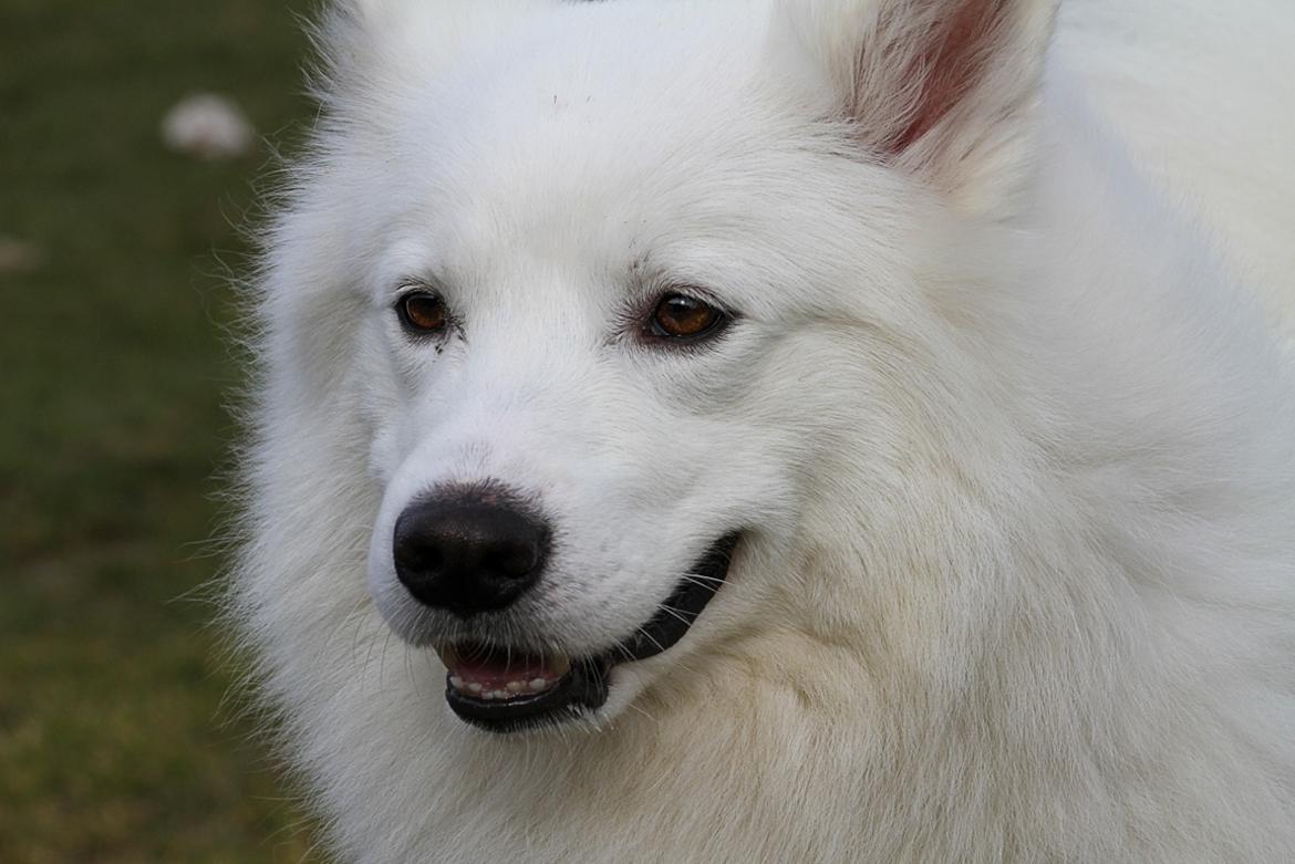 Blanding af racer dansk spids og samojede billede 15