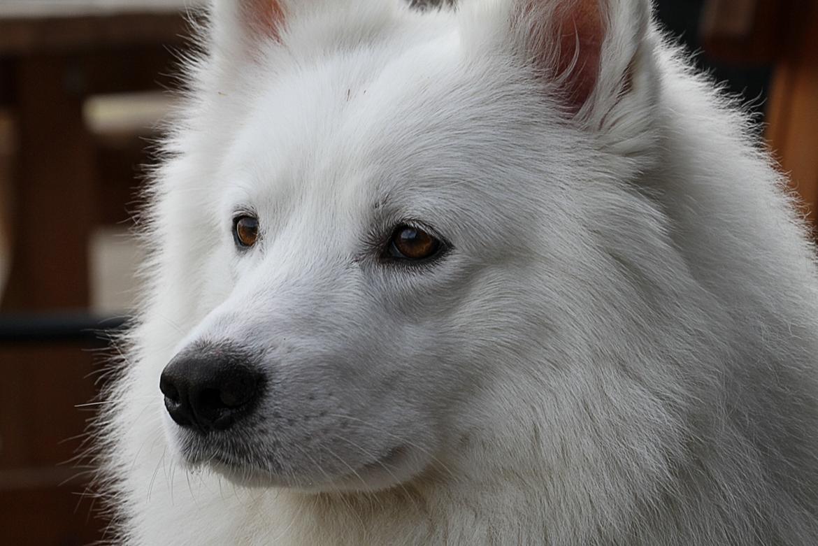 Blanding af racer dansk spids og samojede billede 16