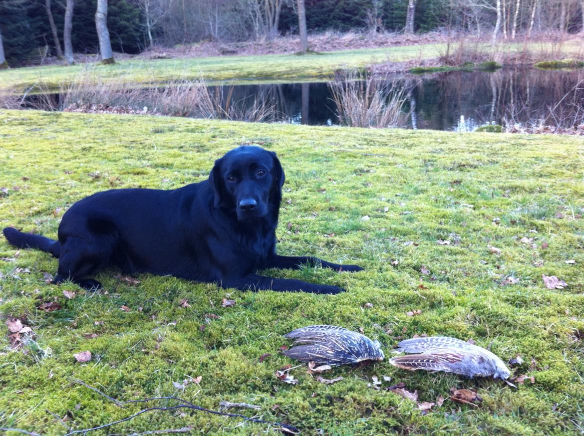 Labrador retriever Handberg's Abigail (Abby) - 9 måneder billede 18