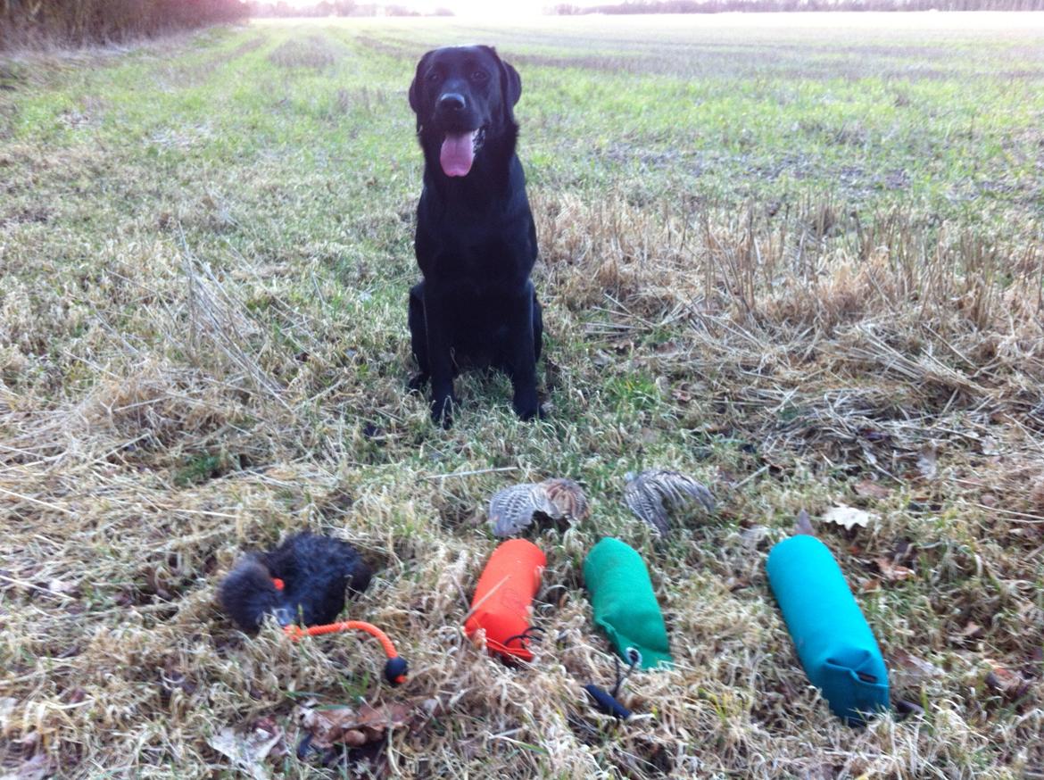 Labrador retriever Handberg's Abigail (Abby) billede 19
